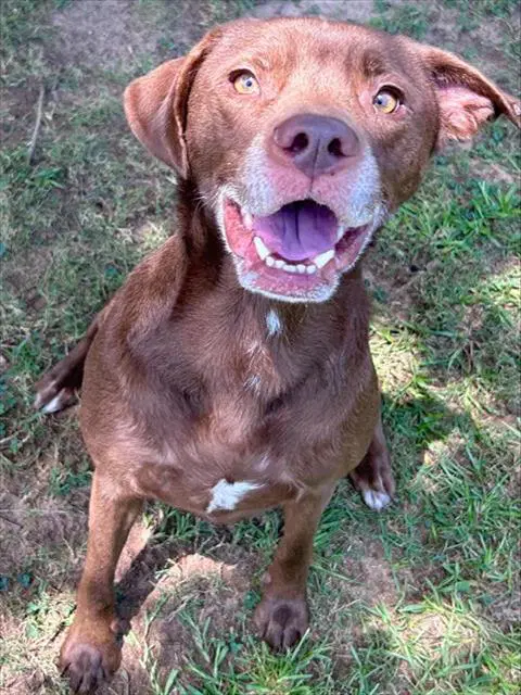 Milo - Labrador Retriever