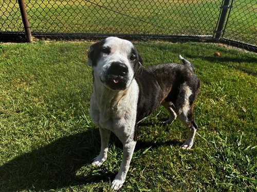 picture of the dog needing adoption