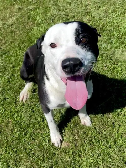 Milk - Pit Bull Terrier