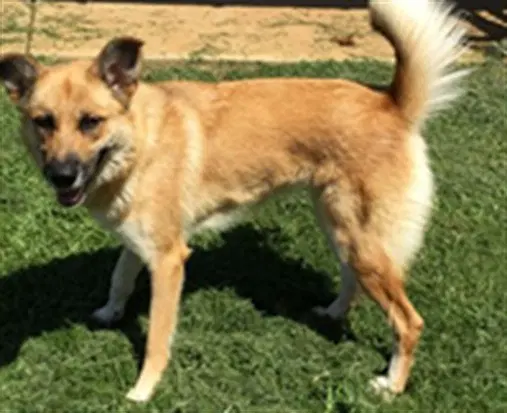 Reba - German Shepherd Dog