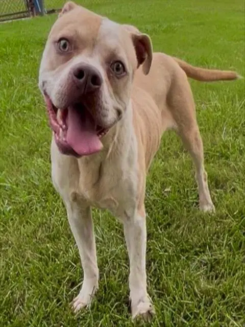 Stewart - Pit Bull Terrier