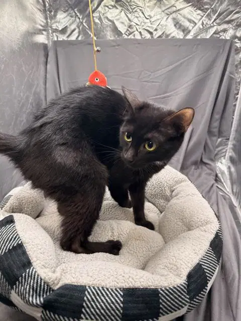 Betty - Domestic Short Hair