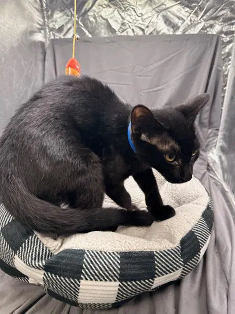 Wilson - Domestic Short Hair