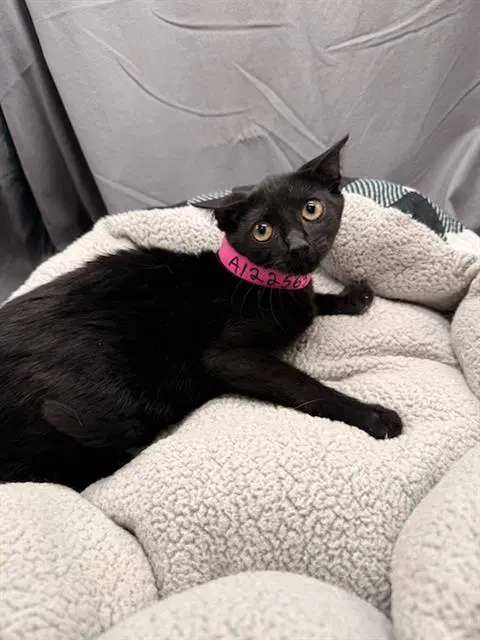Truffle - Domestic Short Hair