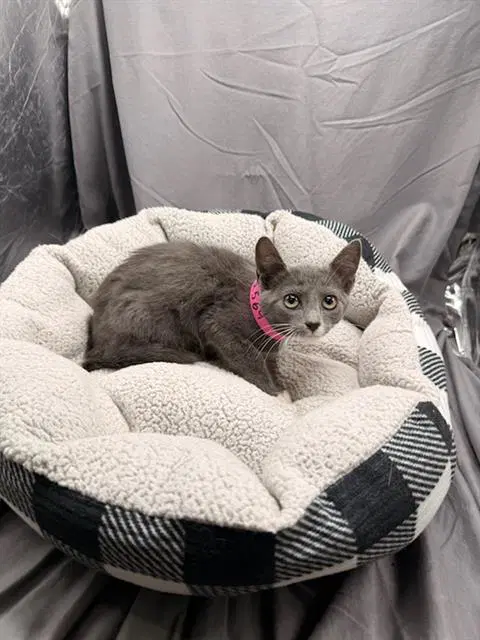 Toffee - Domestic Short Hair