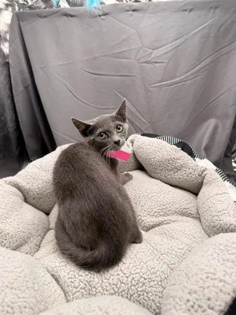Taffy - Domestic Short Hair