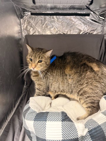 picture of the cat needing adoption