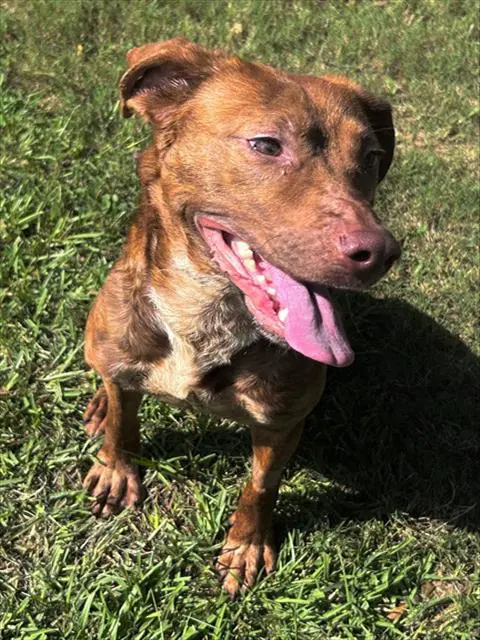Sylvie - Hound