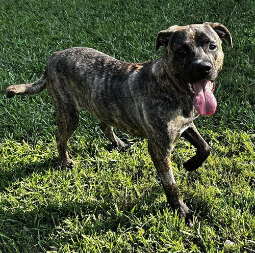 picture of the dog needing adoption