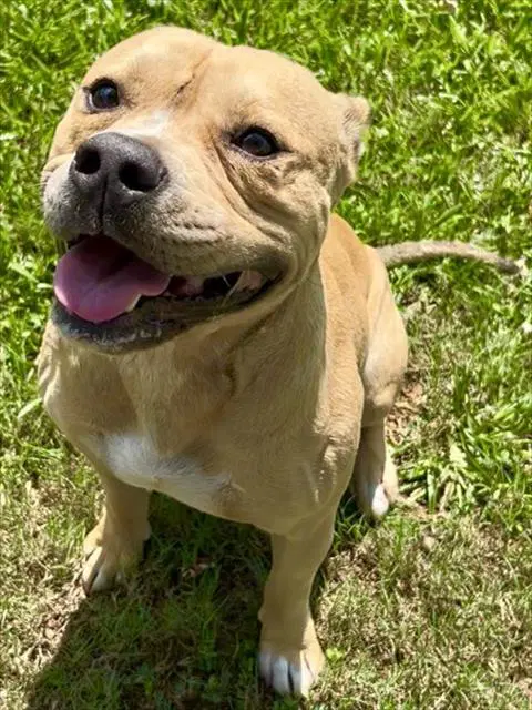 Hutch - Pit Bull Terrier