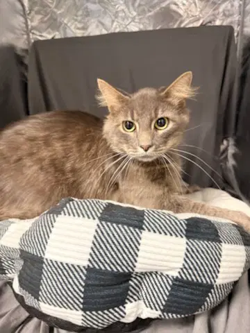 Eddie - Domestic Medium Hair