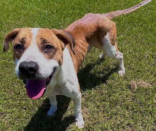 LARRY, a dog for adoption from Columbia County Animal Care & Control
