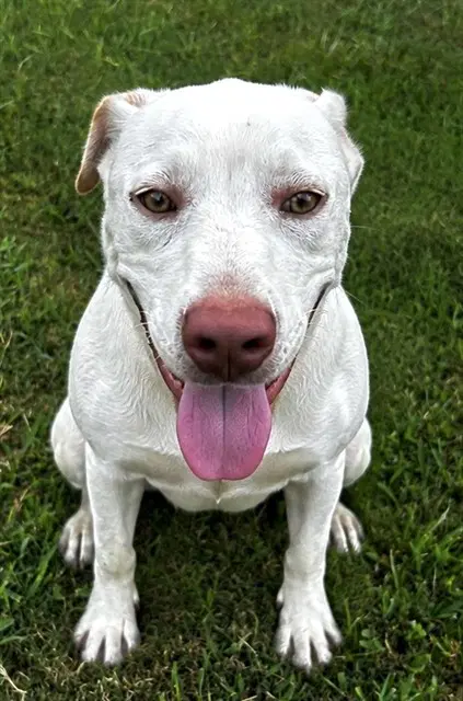 Theo - Labrador Retriever