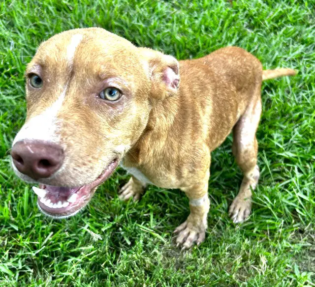 Abrams - Pit Bull Terrier