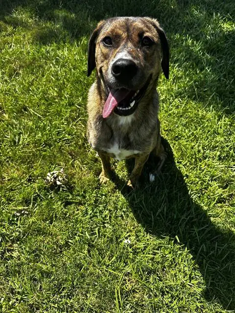 Wynona - Plott Hound