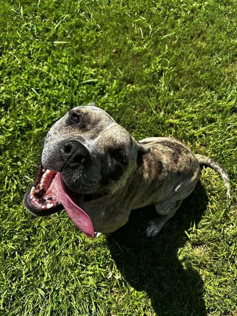 Tasha - Staffordshire Bull Terrier