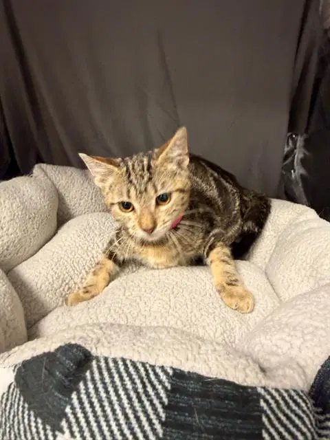 Jolene - Domestic Short Hair
