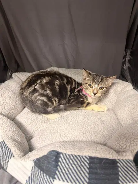 Loretta - Domestic Short Hair