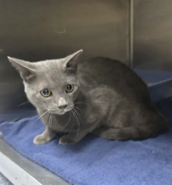 Richard - Domestic Short Hair