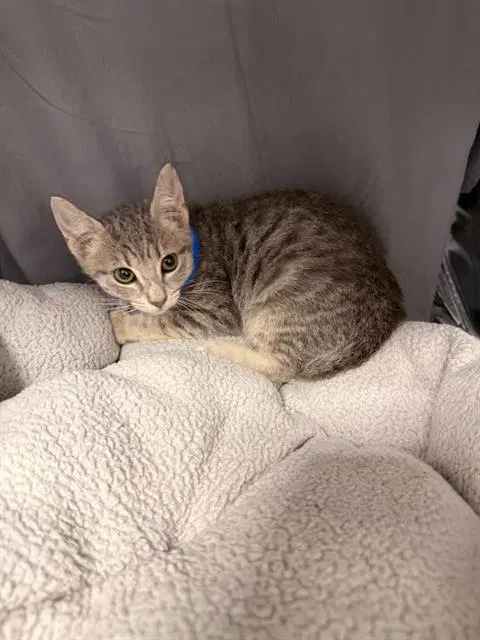 Sonic - Domestic Short Hair