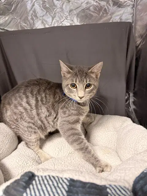 Tails - Domestic Short Hair