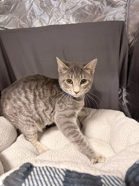 picture of the cat needing adoption