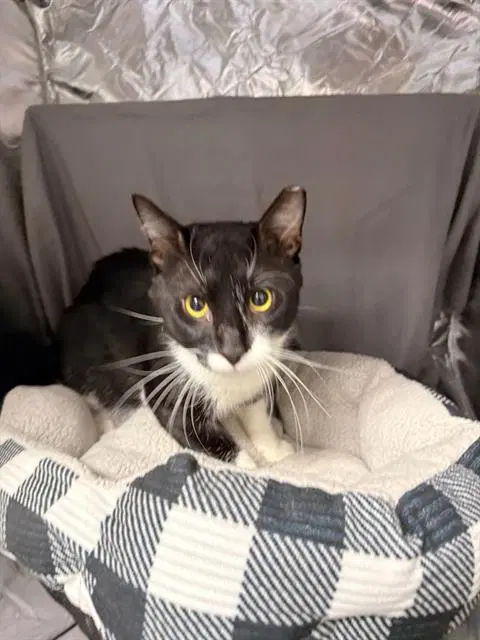 Tom - Domestic Short Hair