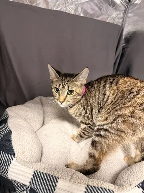 Tabby - Domestic Short Hair