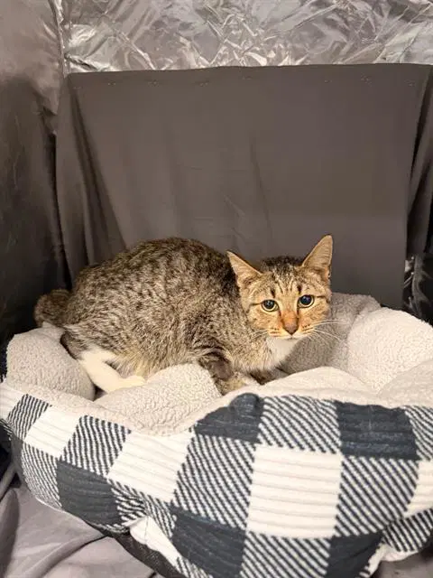 Joshua - Domestic Short Hair