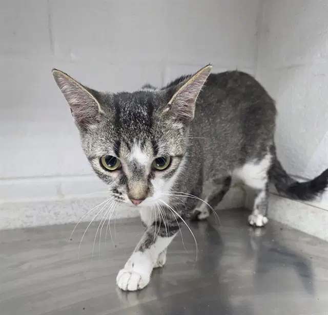 Shania - Domestic Short Hair