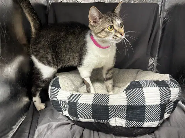 Shania - Domestic Short Hair