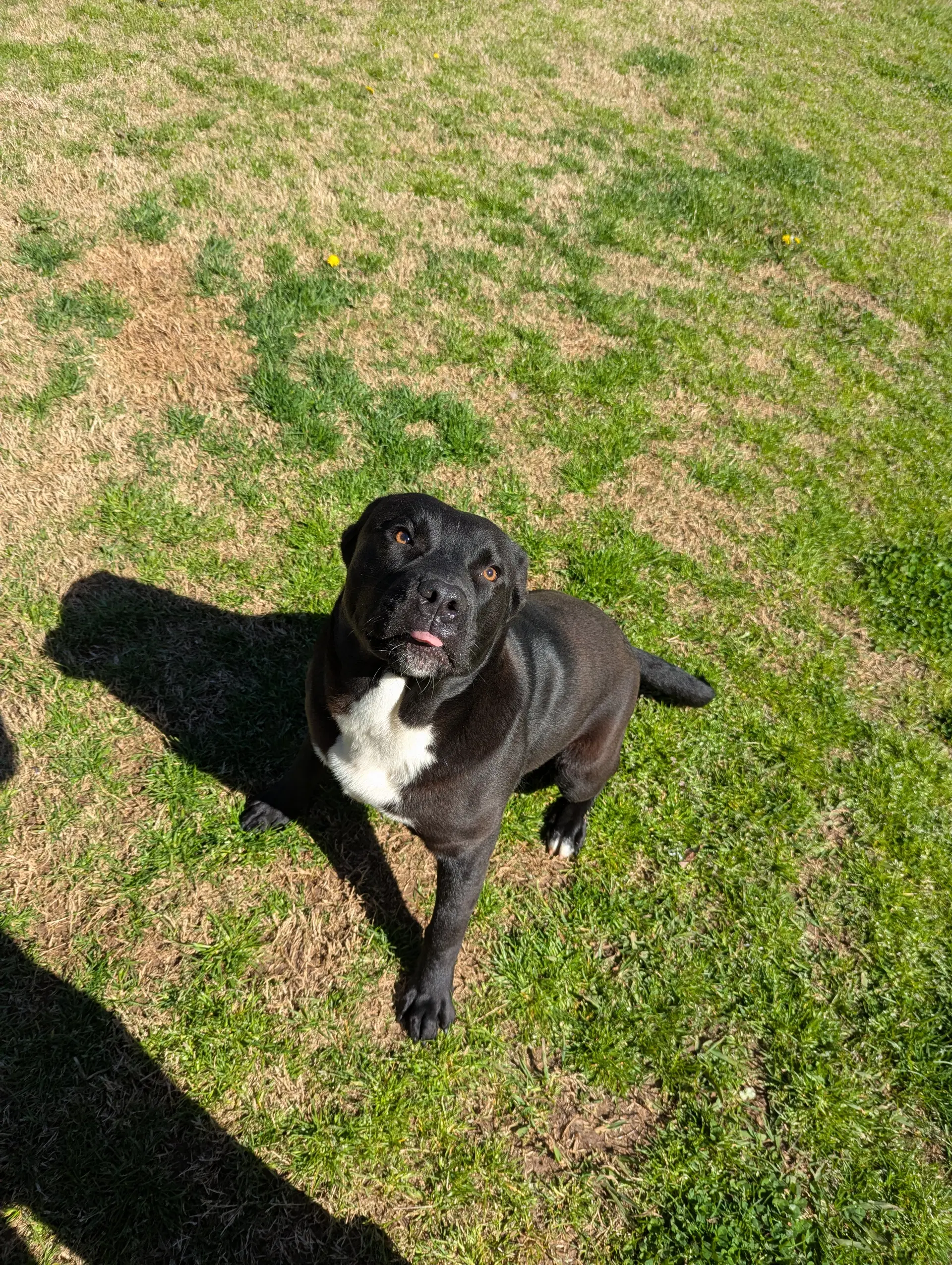 Winston - Rottweiler