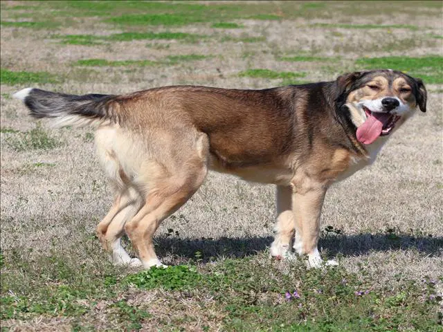 Nomy - German Shepherd Dog