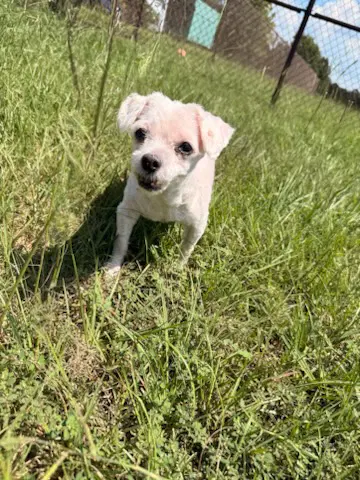 Cookie - Maltese