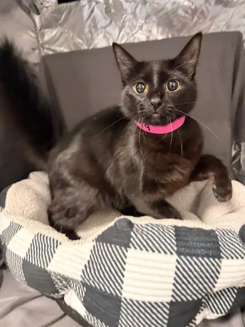 Luanne - Domestic Short Hair
