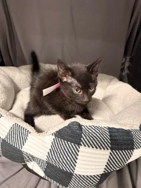 Swiss - Domestic Short Hair