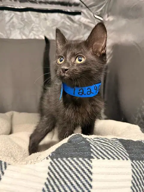 Asiago - Domestic Short Hair