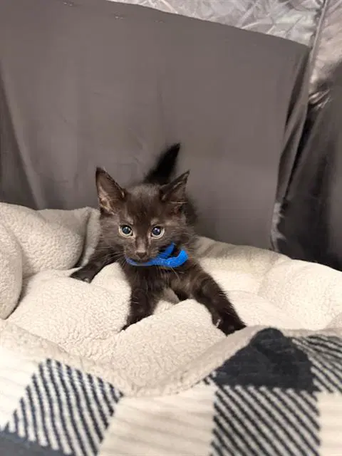 Pepper Jack - Domestic Short Hair