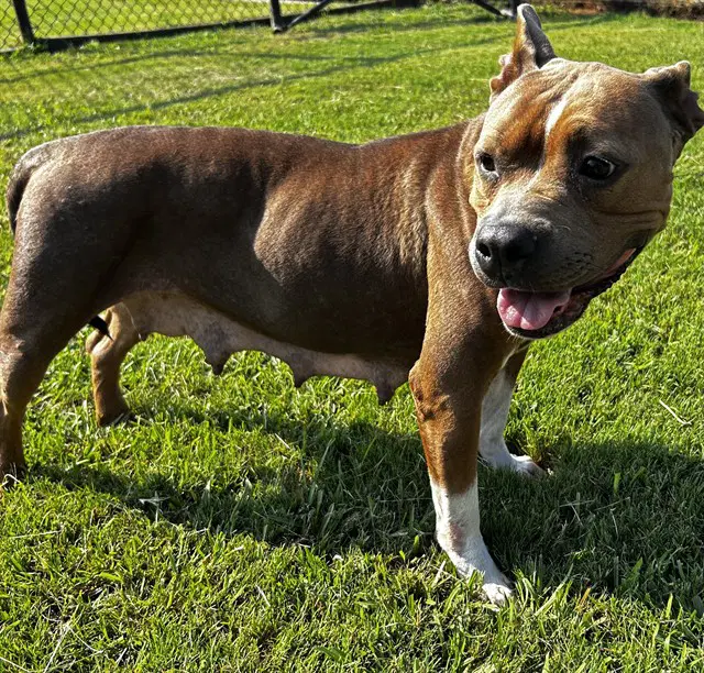 Lorna - Pit Bull Terrier