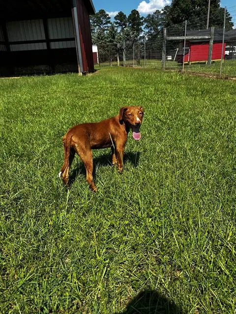 Minnie - Labrador Retriever