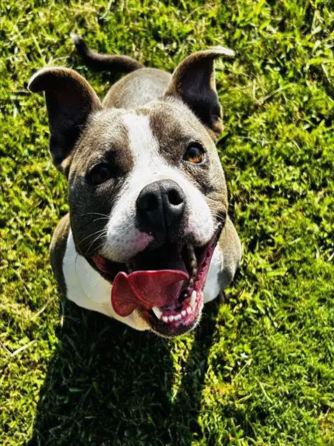 Luna - American Pit Bull Terrier