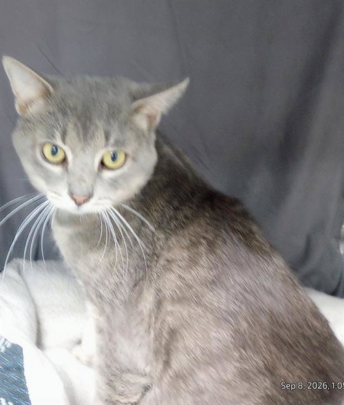 picture of the cat needing adoption