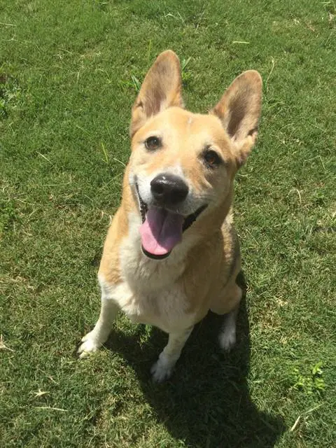 Chase - German Shepherd Dog