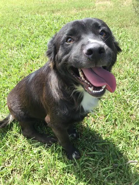 Bud - Collie