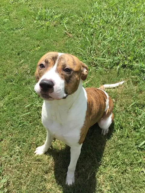 Lucky - Pit Bull Terrier