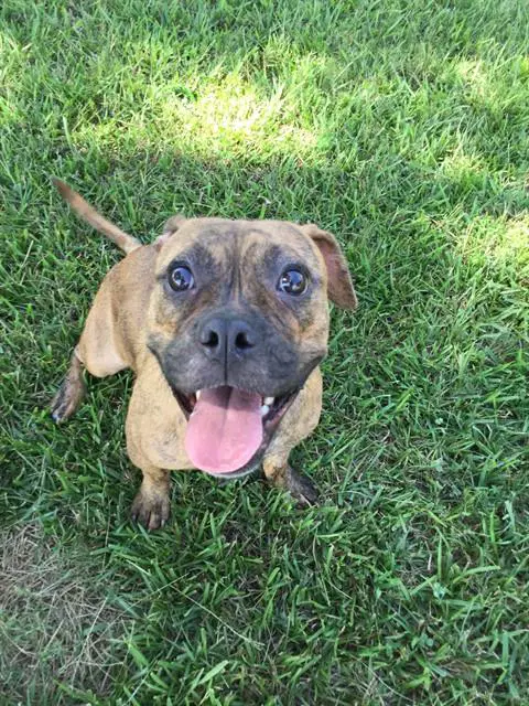 Kano - Pit Bull Terrier