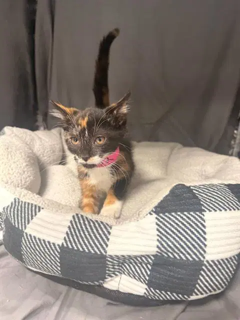 Jasmine - Domestic Short Hair