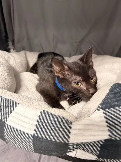 Genie - Domestic Short Hair