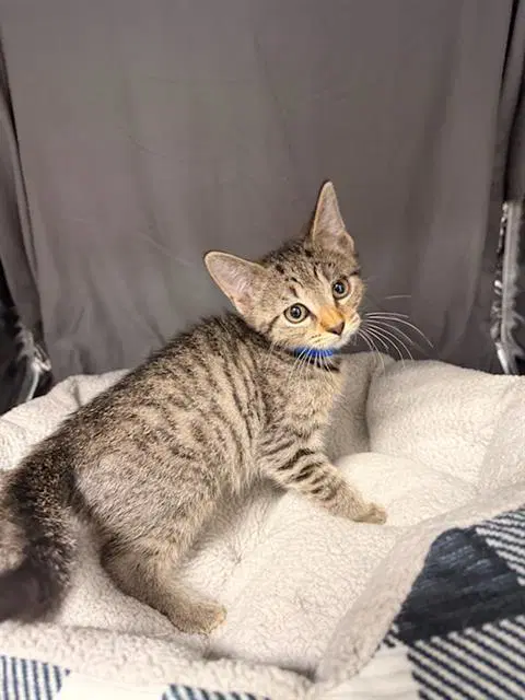 Oregano - Domestic Short Hair
