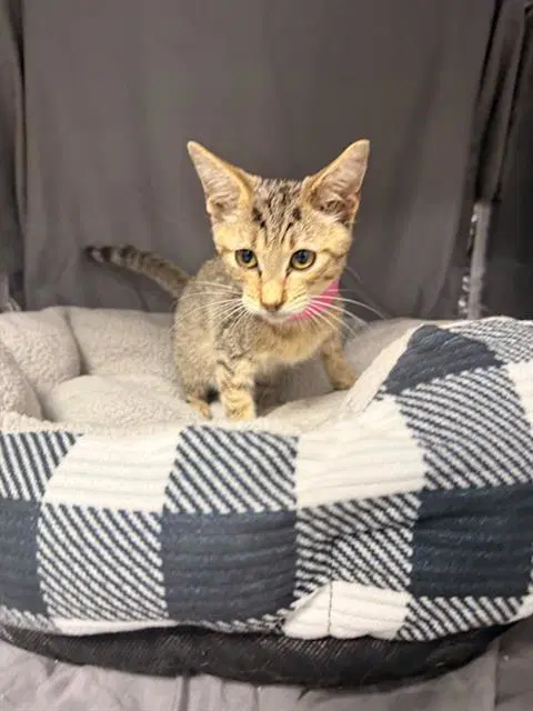 Kaya - Domestic Short Hair